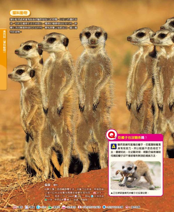 講談社新訂《動物百科圖鑑》：地上跑的、海裡游的、天空飛的，五花八門